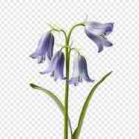 Free PSD bluebell flower isolated on transparent background