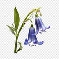 Free PSD bluebell flower isolated on transparent background