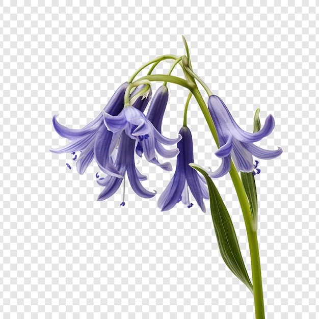 PSD gratuito png bluebell isolato su sfondo trasparente