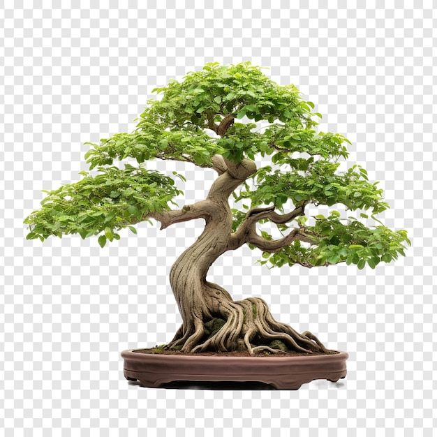 PSD gratuito albero dei bonsai isolato su sfondo trasparente