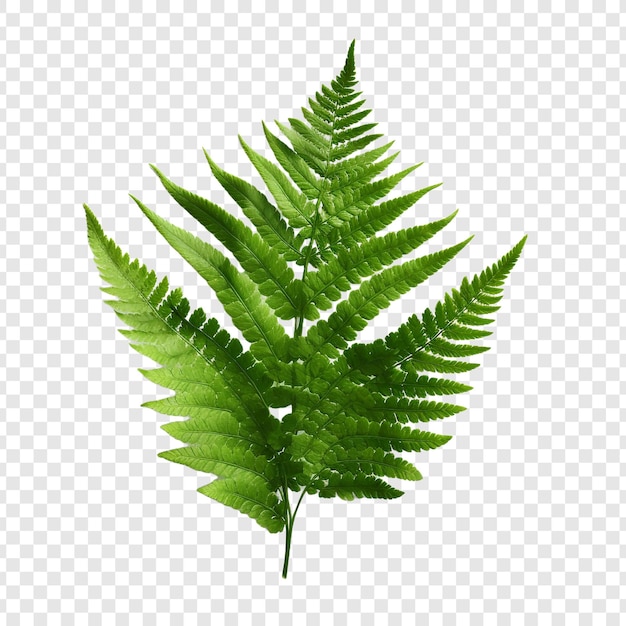 무료 PSD 보스턴 페른 네프롤레피스 (boston fern nephrolepis exultate png) 투명한 배경에 고립되어