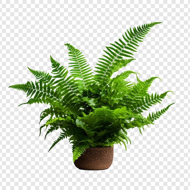 보스턴 페른 네프롤레피스 (boston fern nephrolepis exultate png) 투명한 배경에 고립되어