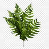 Free PSD boston fern nephrolepis exultate png isolated on transparent background