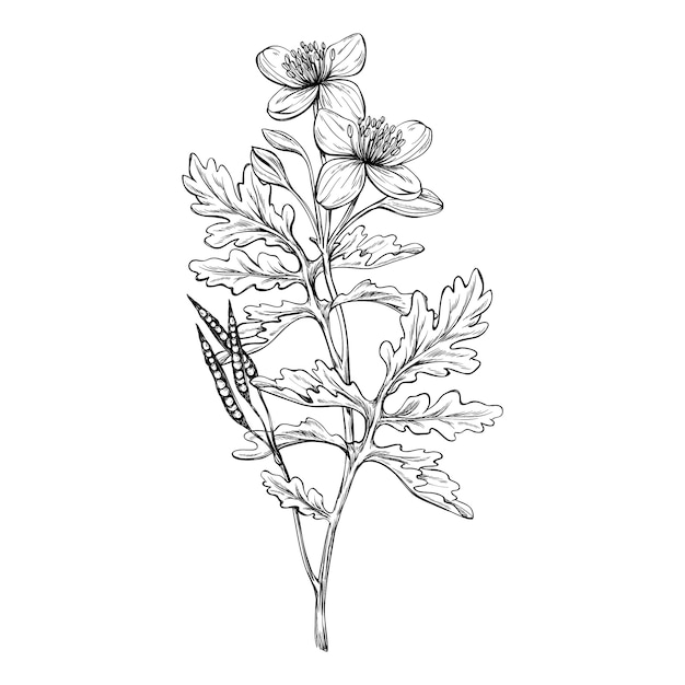 Botanical flowers outline