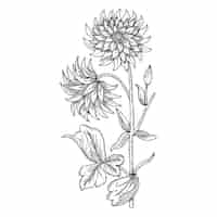 Free PSD botanical flowers outline