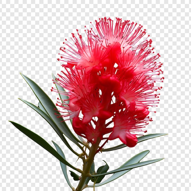 Free PSD bottlebrush flower isolated on transparent background