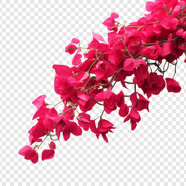 無料PSD 透明な背景に隔離されたブーゲンビリアの花