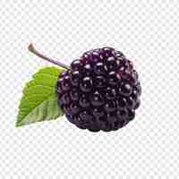 Free PSD boysenberry isolated on transparent background