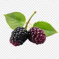 Free PSD boysenberry isolated on transparent background