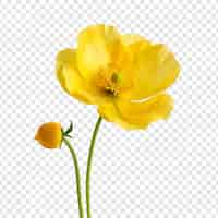 Free PSD buttercup flower isolated on transparent background