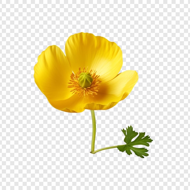 Buttercup png isolated on transparent background