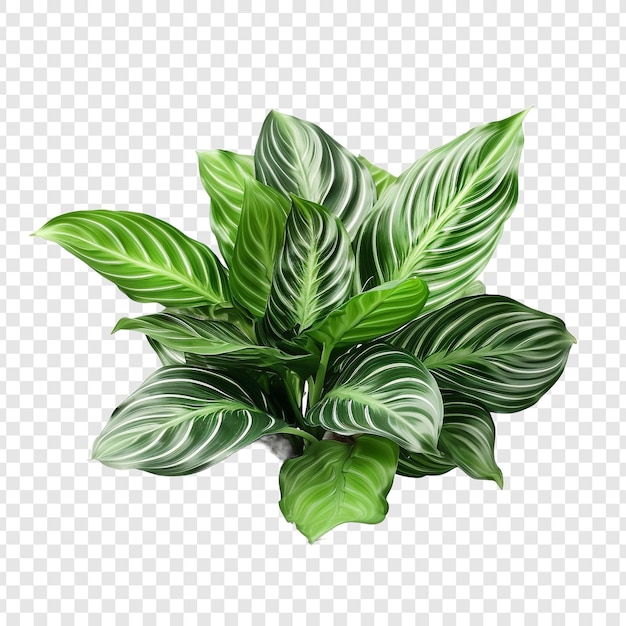 Free PSD calathea orbifolia png isolated on transparent background