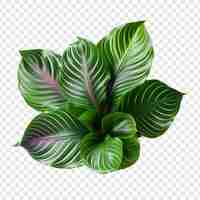 Free PSD calathea orbifolia png isolated on transparent background