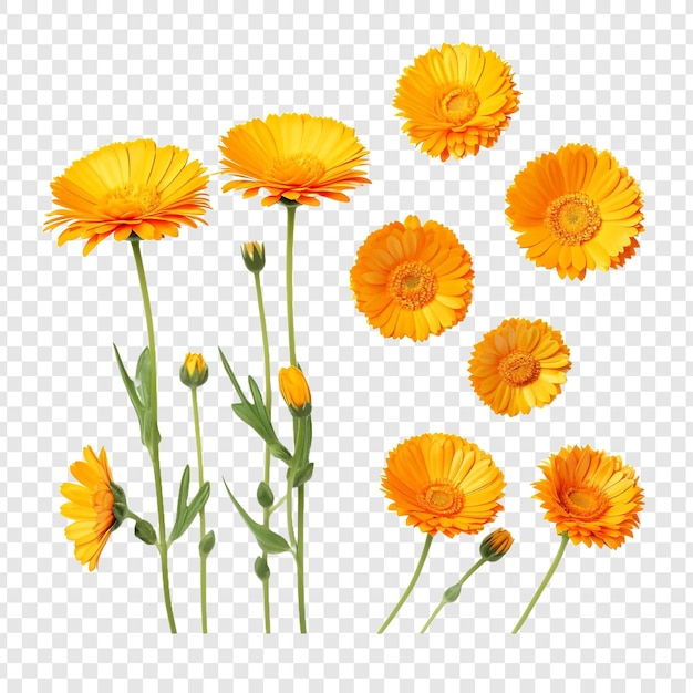 Calendula flowers isolated on transparent background