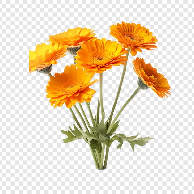 Calendula flowers isolated on transparent background