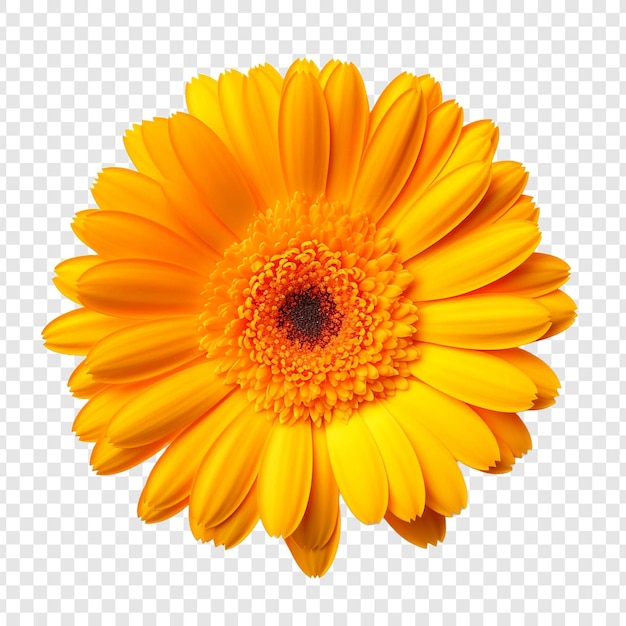 Free PSD calendula png isolated on transparent background