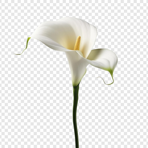 Fiore di calla lily isolato su sfondo trasparente