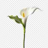 무료 PSD 투명한 배경에 고립된 calla lily png