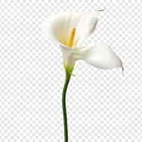 무료 PSD 투명한 배경에 고립된 calla lily png