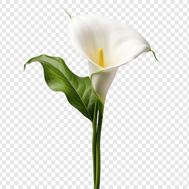 Free PSD calla lily png isolated on transparent background