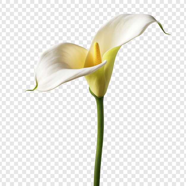 Free PSD calla lily png isolated on transparent background