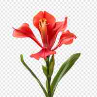 Free PSD canna lily flower isolated on transparent background