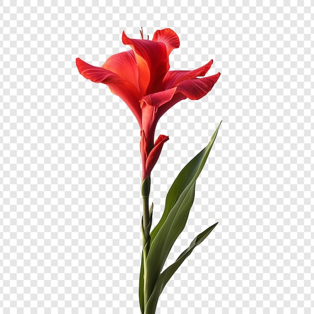 Free PSD canna lily flower png isolated on transparent background