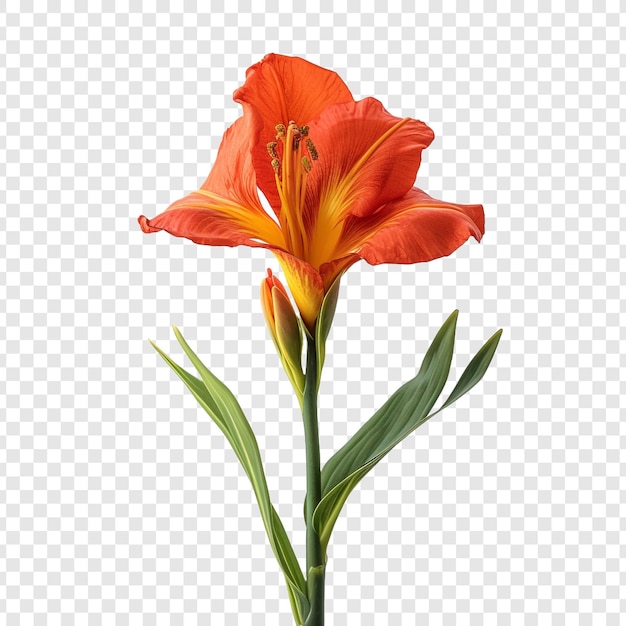 Free PSD canna lily flower png isolated on transparent background