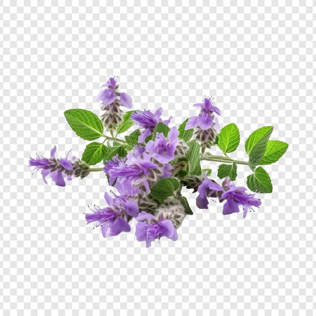 Free PSD catmint flower isolated on transparent background