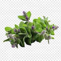 Free PSD catmint flower png isolated on transparent background