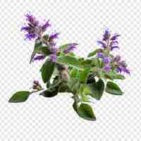 Free PSD catmint flower png isolated on transparent background