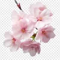 Free PSD cherry blossom flower isolated on transparent background