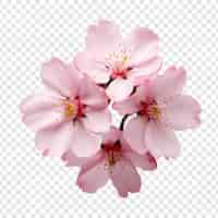 無料PSD 透明な背景に分離された桜の花 png