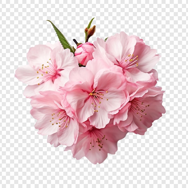 Free PSD cherry blossom flower png isolated on transparent background
