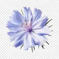 Free PSD chicory flower isolated on transparent background
