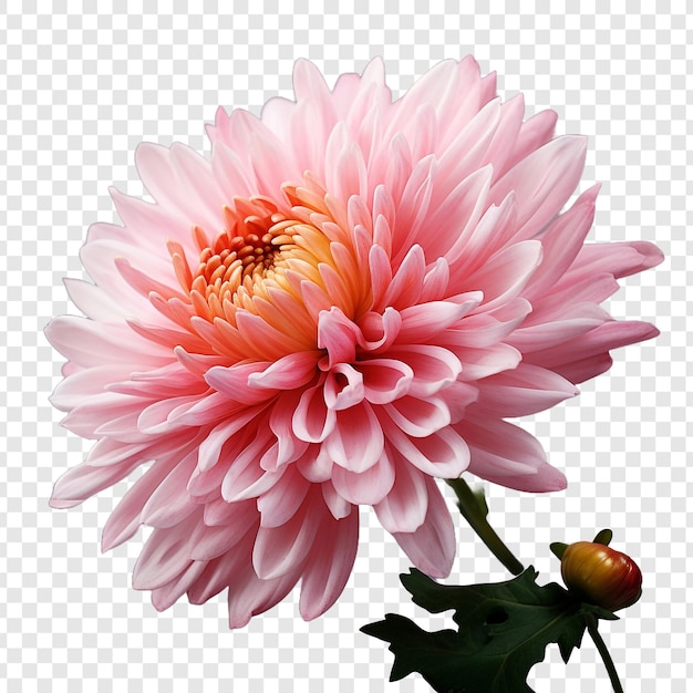 Free PSD chrysanthemum flower isolated on transparent background