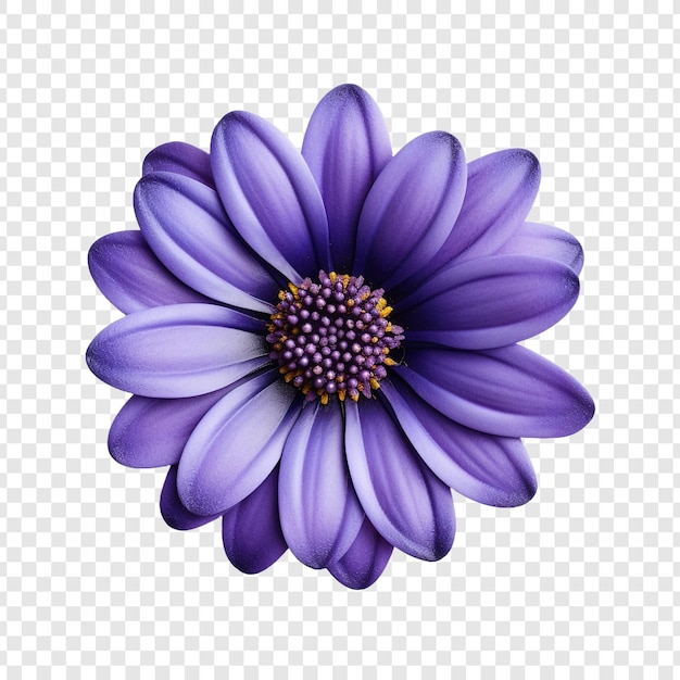 Free PSD cineraria flower isolated on transparent background