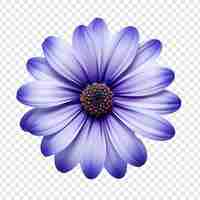 Free PSD cineraria flower isolated on transparent background