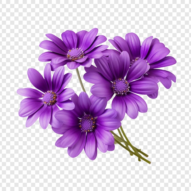 무료 PSD 투명한 배경에 고립된 cineraria 꽃 png