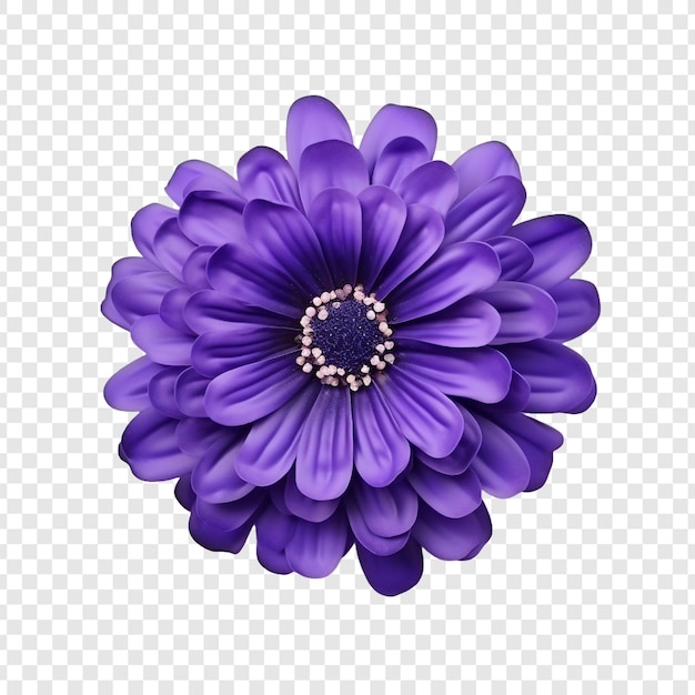 무료 PSD 투명한 배경에 고립된 cineraria 꽃 png