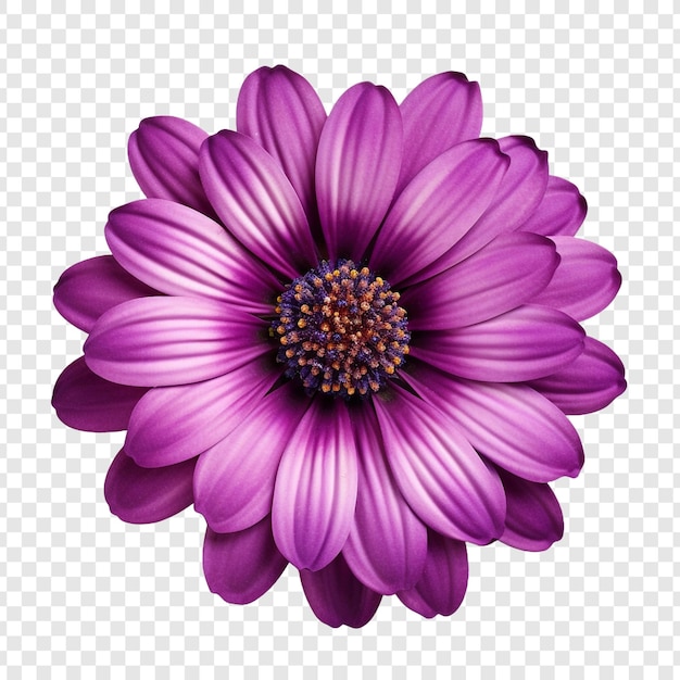 Png del fiore di cineraria isolato su sfondo trasparente