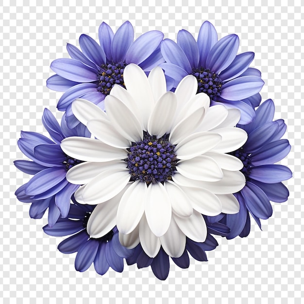 Png del fiore di cineraria isolato su sfondo trasparente