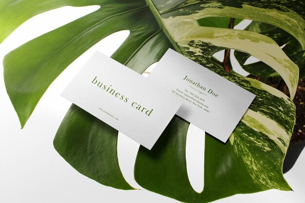 Clean minimal business card mockup on monstera variegata