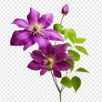 Free PSD clematis flower isolated on transparent background