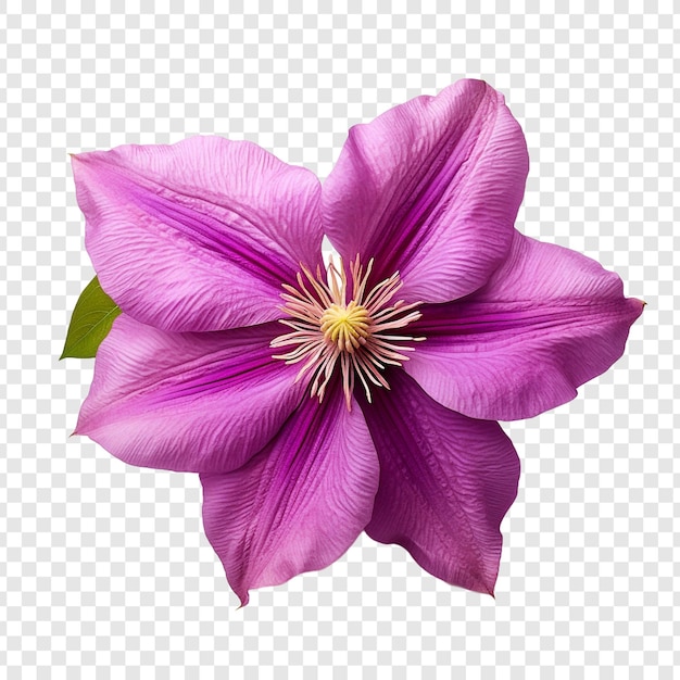 無料PSD 透明な背景に分離されたクレマチスの花 png