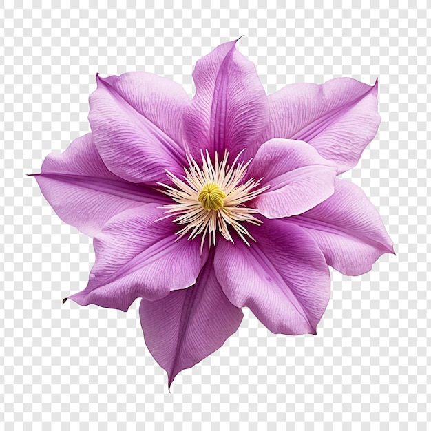 Free PSD clematis flower png isolated on transparent background