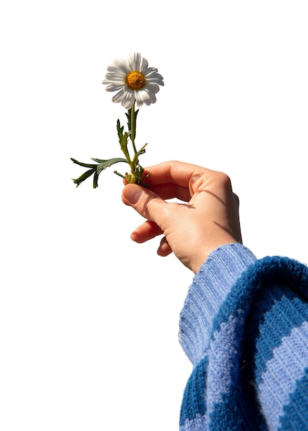 Close up on daisy isolated