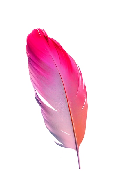 Close up on feather isolated