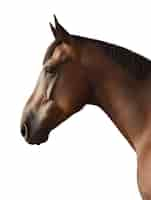 Free PSD close up on horse isolated