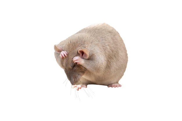 Free PSD close up on rat isolated